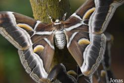 Mariposario de Benalmádena