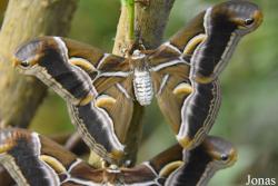 Mariposario de Benalmádena