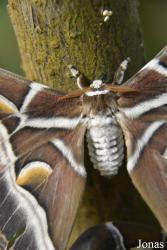Mariposario de Benalmádena