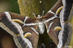 Mariposario de Benalmádena