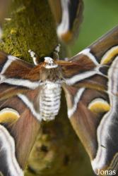 Mariposario de Benalmádena