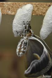 Mariposario de Benalmádena