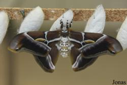 Mariposario de Benalmádena