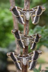 Mariposario de Benalmádena