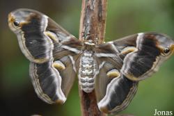 Mariposario de Benalmádena