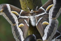 Mariposario de Benalmádena