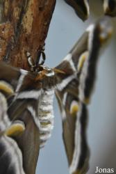 Mariposario de Benalmádena