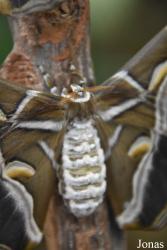 Mariposario de Benalmádena