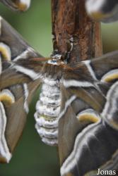 Mariposario de Benalmádena