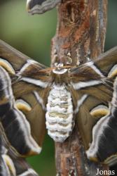 Mariposario de Benalmádena