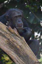 Bioparc Fuengirola