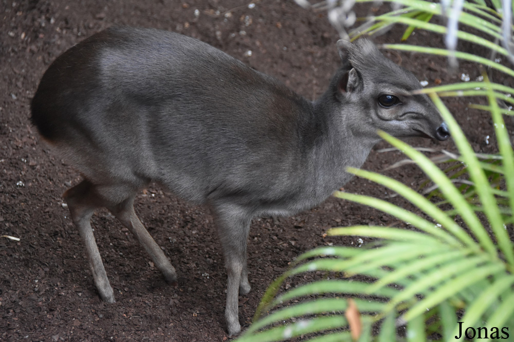 Bioparc Fuengirola