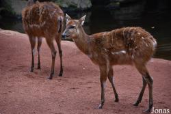 Bioparc Fuengirola