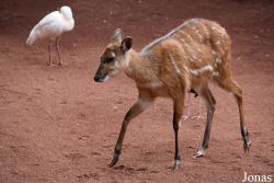 Bioparc Fuengirola