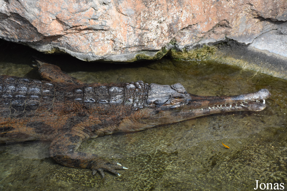 Bioparc Fuengirola