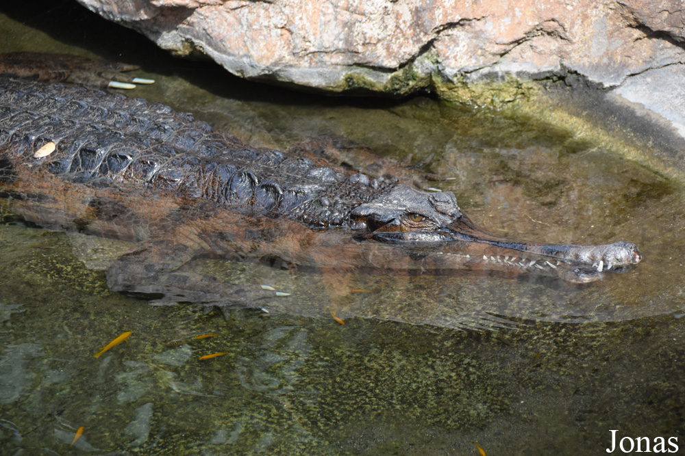 Bioparc Fuengirola