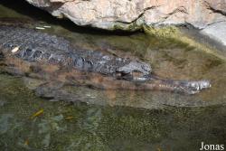 Bioparc Fuengirola