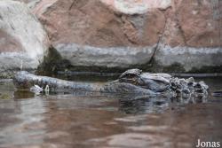 Bioparc Fuengirola
