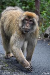 Gibraltar