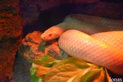 Alameda Wildlife Conservation Park