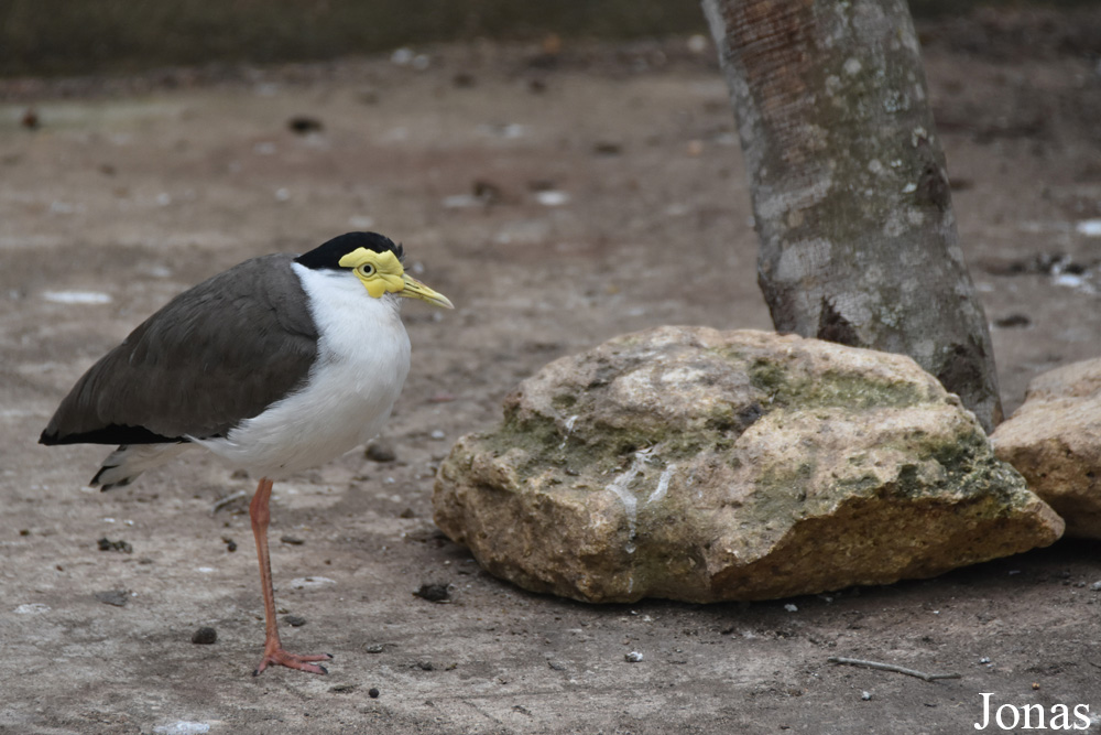 Zoo de Castellar