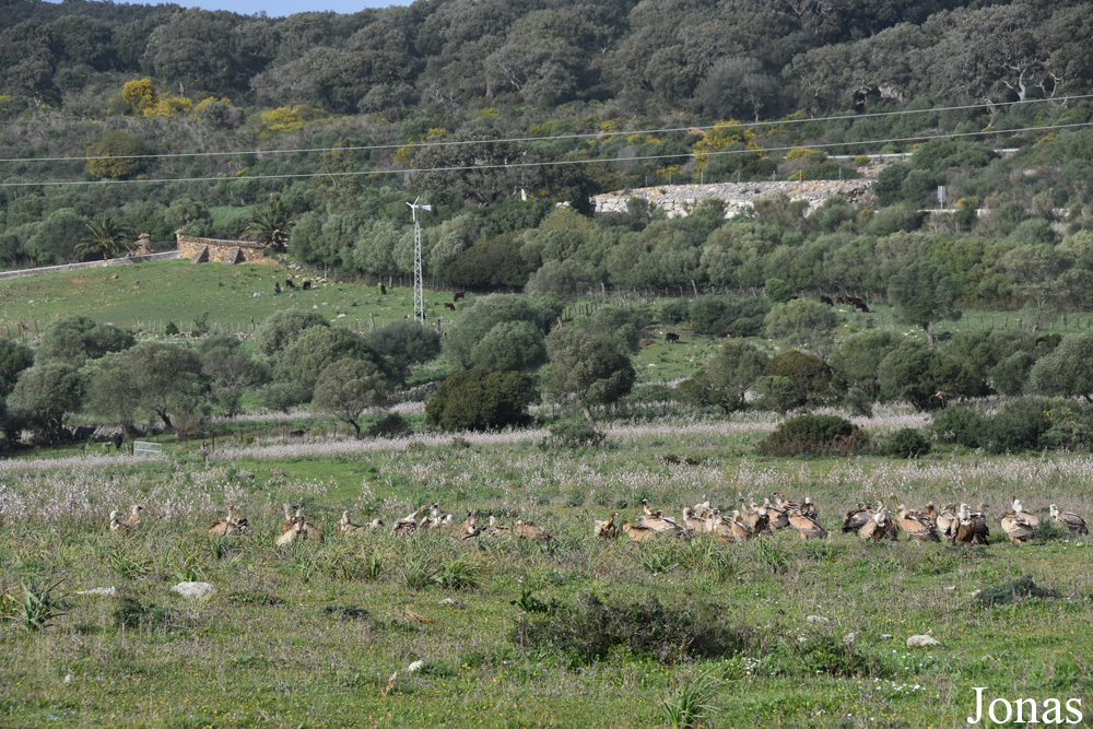 Las Algámitas