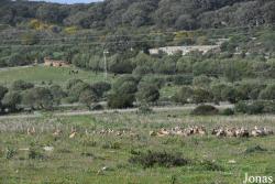 Las Algámitas