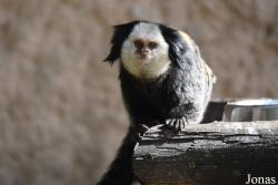 Zoobotánico Jerez