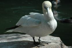 Vogelpark Walsrode
