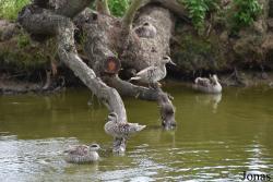 Cañada de los Pájaros