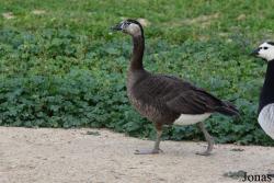 Anser anser x Branta leucopsis