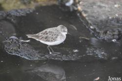 Cañada de los Pájaros