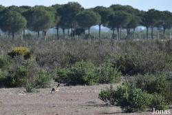 Lepus granatensis