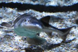 Acuario de Sevilla