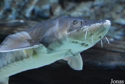 Acuario de Sevilla