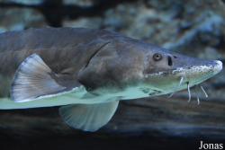 Acuario de Sevilla