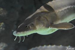 Acuario de Sevilla