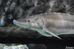 Acuario de Sevilla