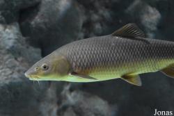 Luciobarbus sclateri