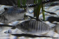 Acuario de Sevilla