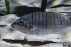 Lithognathus mormyrus