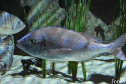Pagellus erythrinus