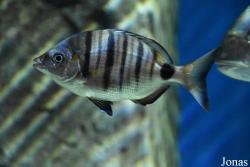 Diplodus puntazzo
