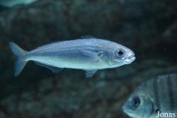 Acuario de Sevilla