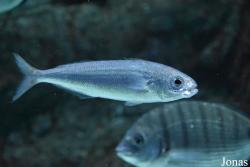 Acuario de Sevilla