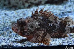 Scorpaena notata