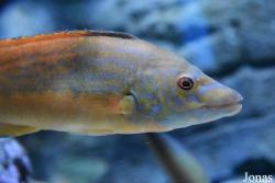 Labrus mixtus