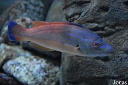 Acuario de Sevilla