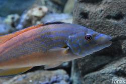 Acuario de Sevilla