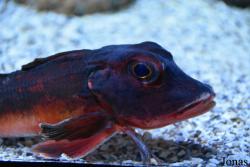 Chelidonichthys cuculus